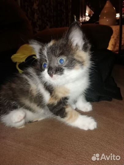 Котенок в дар