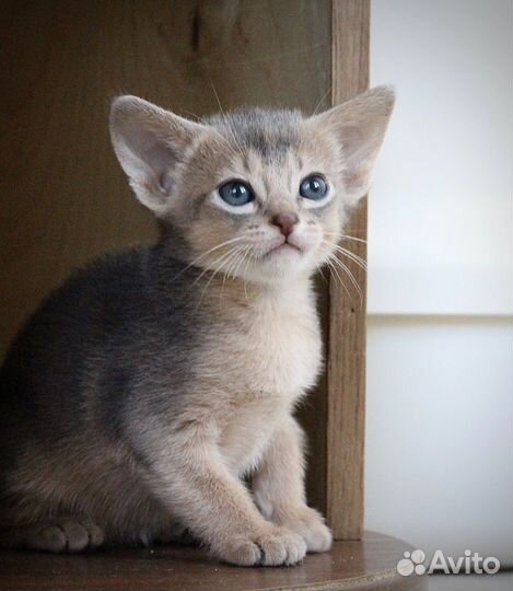 Абиссинские котята