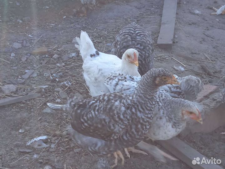 Цыплята