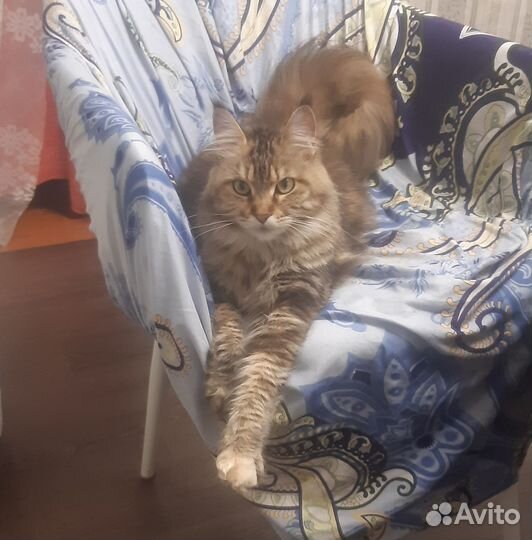 Кошка Мейн-кун