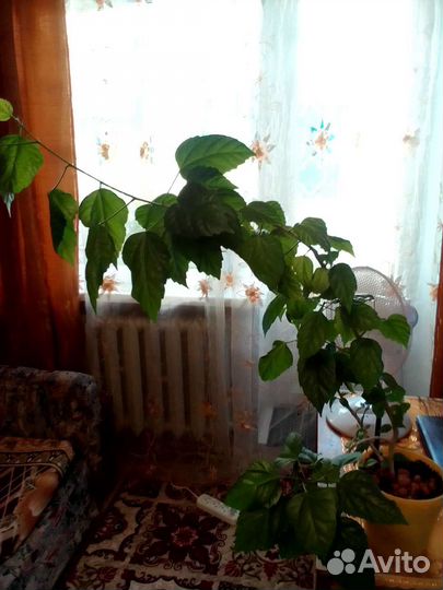 Гибискус
