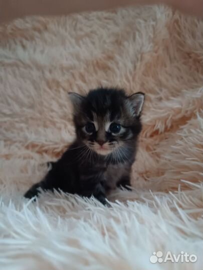 Кошка в дар