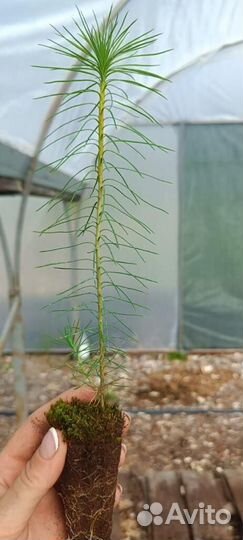 Саженцы сосны обыкновенной зкс