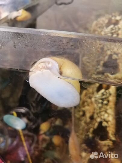 Улитки аквариумные ампулярии