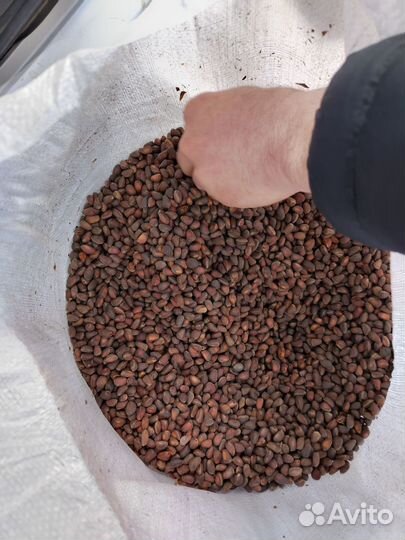 Кедровый орех