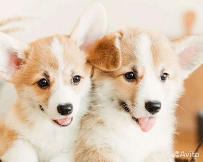 Вельш корги Пемброк