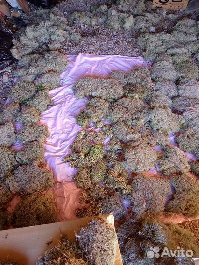 Мох цетрария