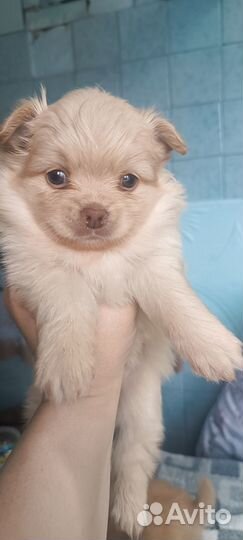 Щенки померанского шпица