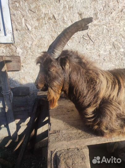 Козел ламанча