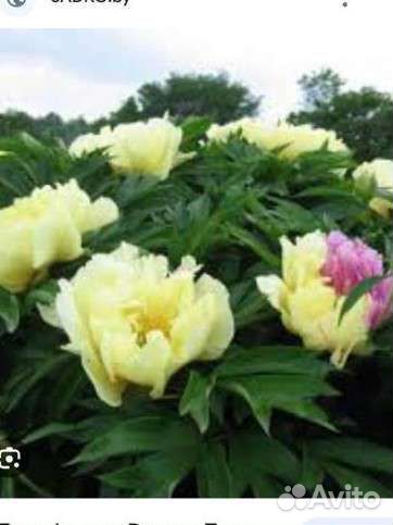 Пионы и Ито пионы жёлтые и не только