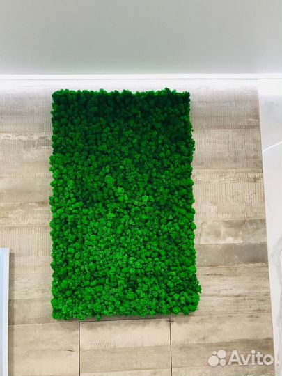 Мох стабилизированный оптом и в розницу