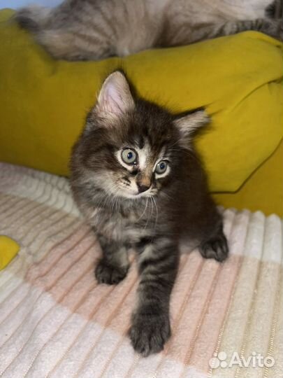 Котенок даром