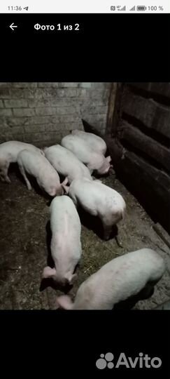 Поросята