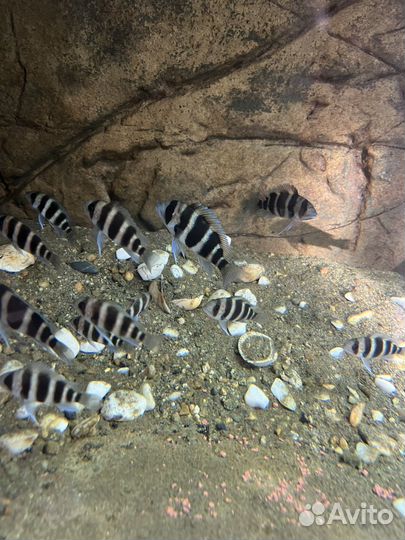 Рыба Фронтоза блюзаир