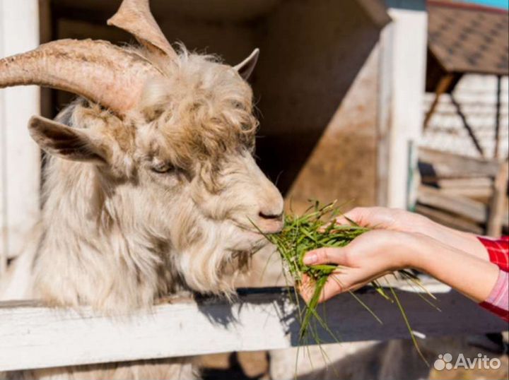 Камерунский козёл