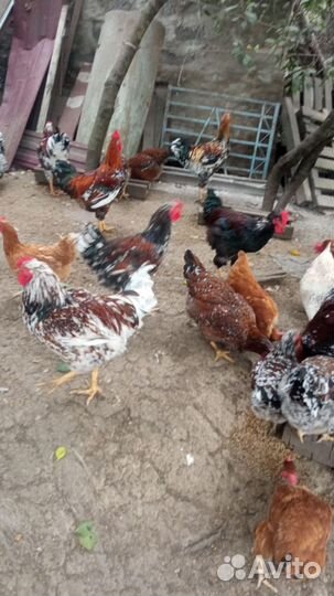 Петухи ливенская ситцевая