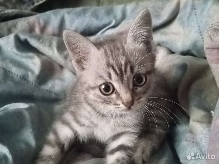Британская серая кошка