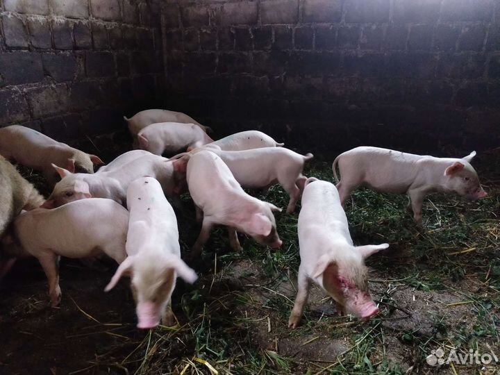 Поросята ландрас