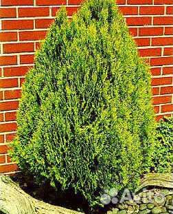 Туи-малышки