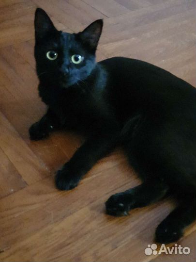 Черная кошка