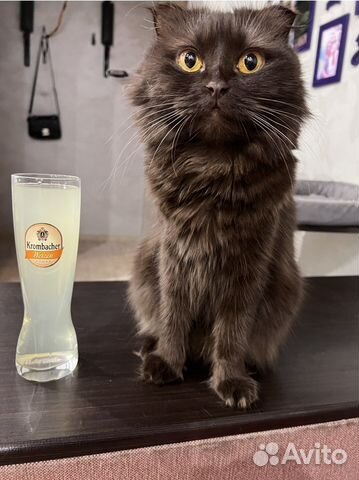 Кошка в дар бесплатно