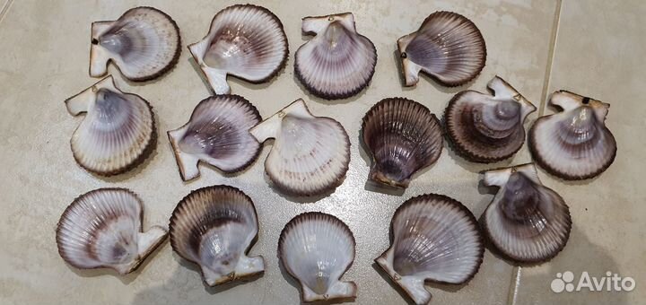 Морские гребешки ракушки раковины