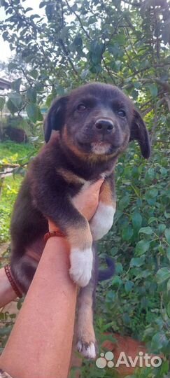 Щенок девочка