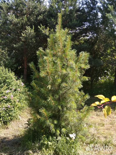 Кедр (сосна сибирская) саженец