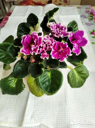 Глоксинии, фиалки, хойя