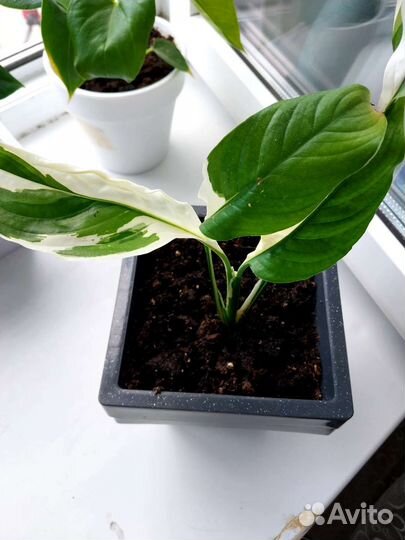 Спатифиллум пикассо