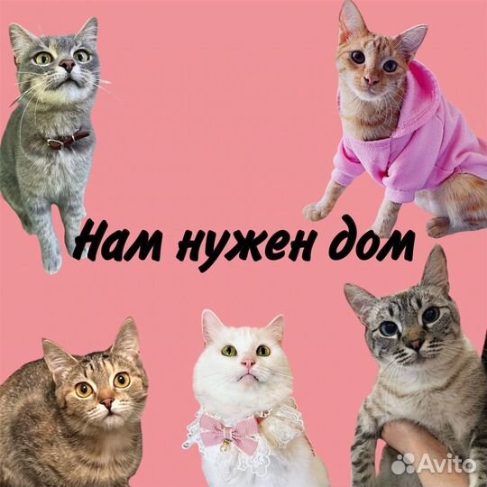 Котики