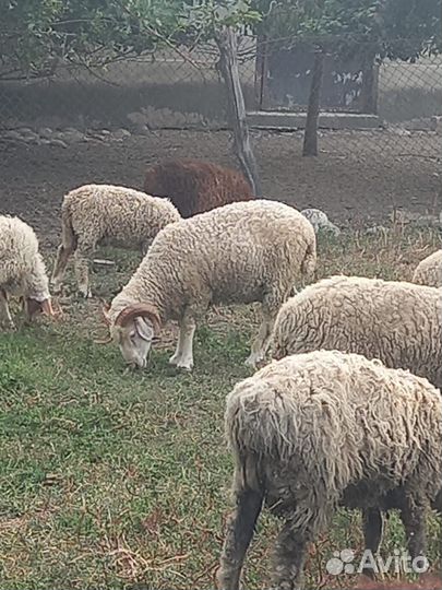 Овцы бараны