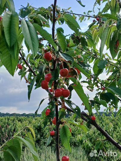 Продукты питания оптом