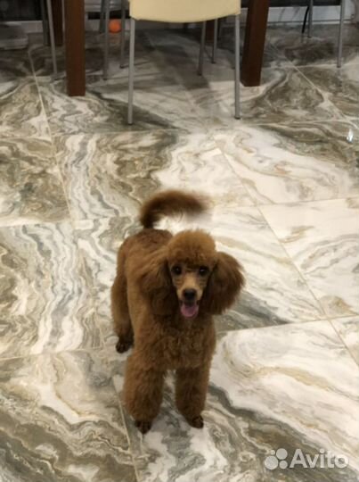 Той-пудель вязка