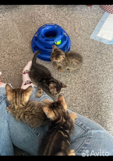 Бенгальская котята
