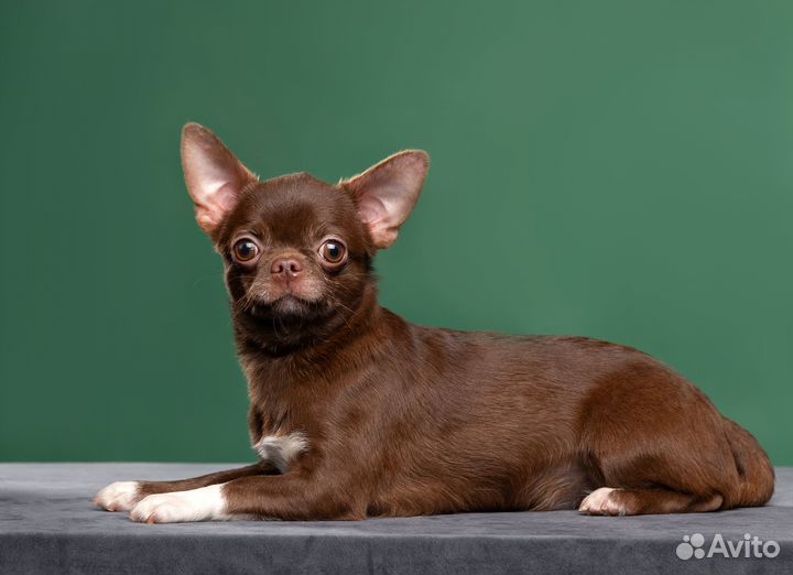 Вязка Кобели к/ш. РКФ. PLL 0/0