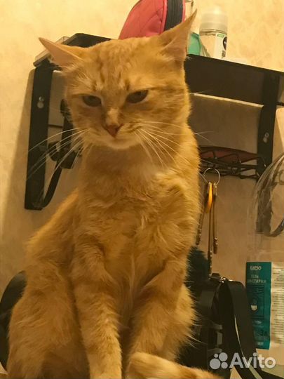 Котик рыжий мачо