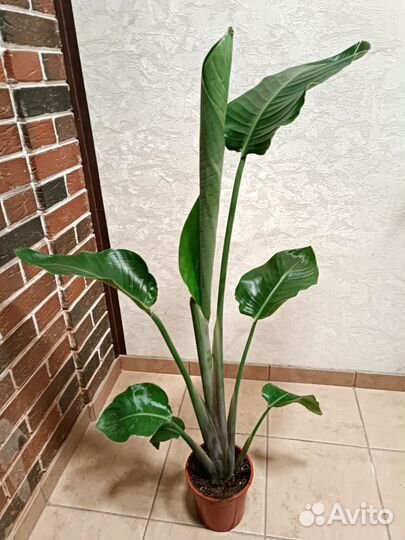 Стрелиция Николая