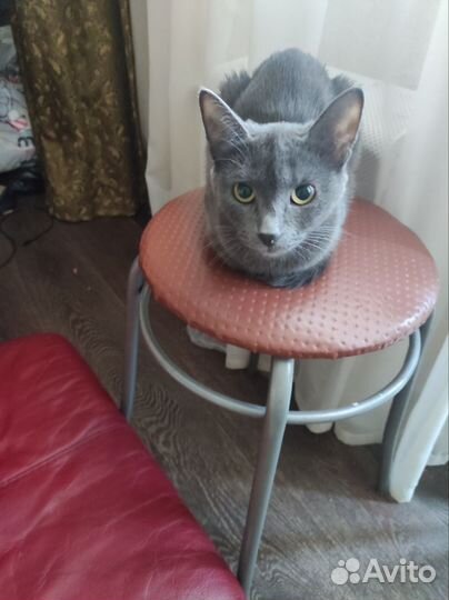 Русская голубая кошечка ищет котика