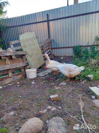 Гусыня, гусь