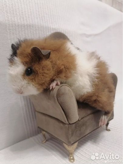 Малыш Тедди