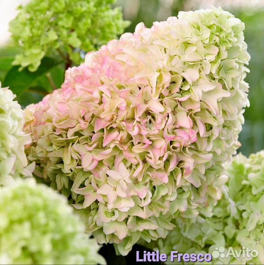 Гортензия метельчатая с доставкой