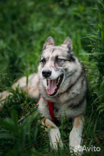 Мраморная ласковая 