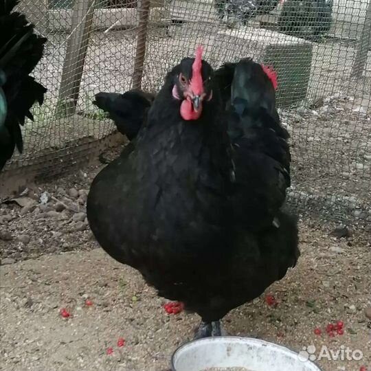 Маран черномедный инкубационное яйцо, цыплята