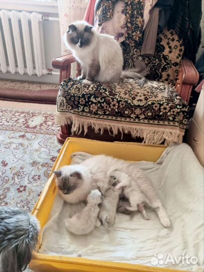 Кошки Рэгдолл