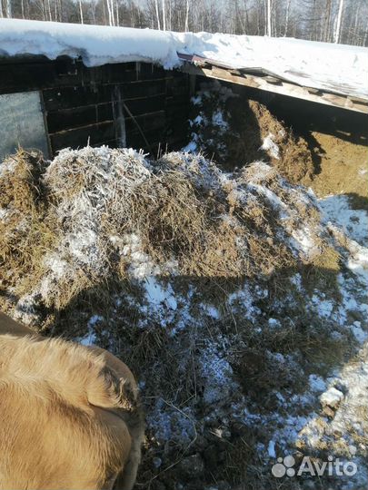 Навоз перегной коровий только