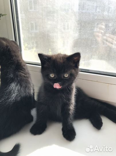 Британские котята