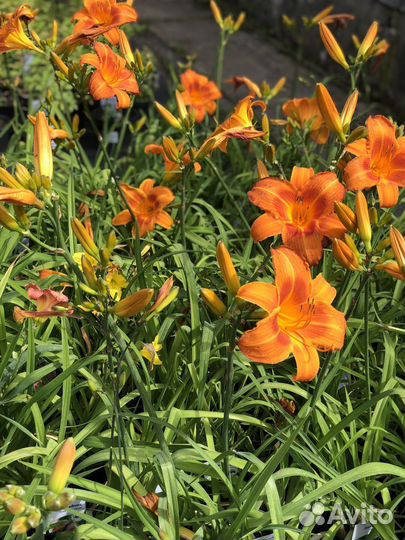 Лилейники сортовые лилейник