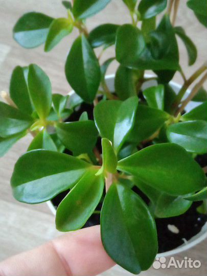 Пеперомия Глабелла