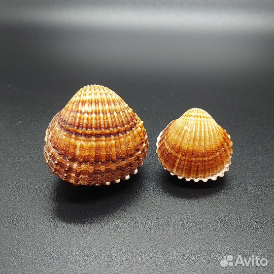 Морские раковины